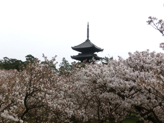 仁和寺 - 御室桜1