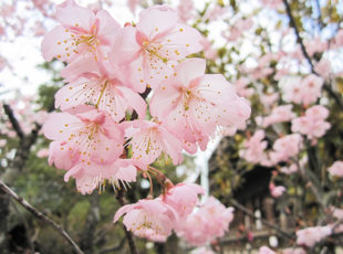 早咲きの桜EC