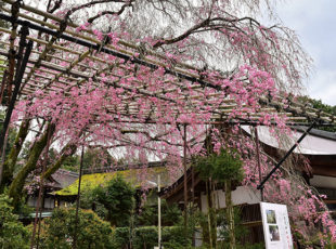 上賀茂神社で桜を楽しむEC