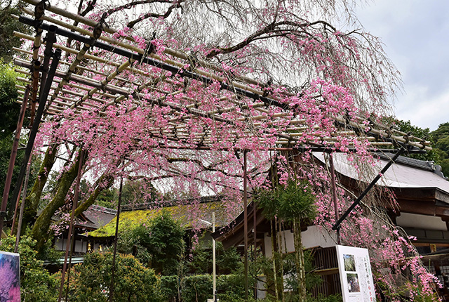 上賀茂神社で桜を楽しむEC