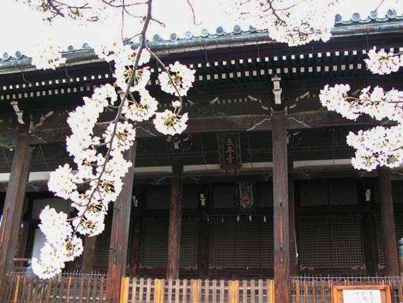 隠れた桜名所の立本寺 | 京都観光情報 京都ツウ読本