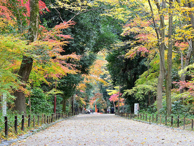 下鴨神社 - 糺の森