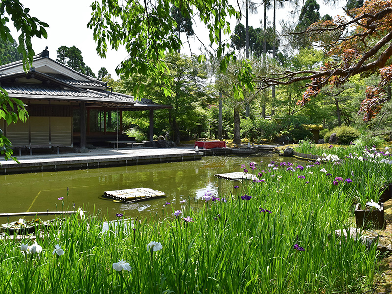 洛北の しょうざん庭園 で 花菖蒲を楽しむ 京都観光情報 京都ツウ読本