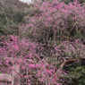 大豊神社EC