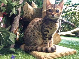 京都ひょう猫の森EC