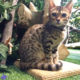 京都ひょう猫の森EC