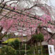 上賀茂神社で桜を楽しむEC