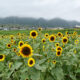 大原野のひまわり畑EC